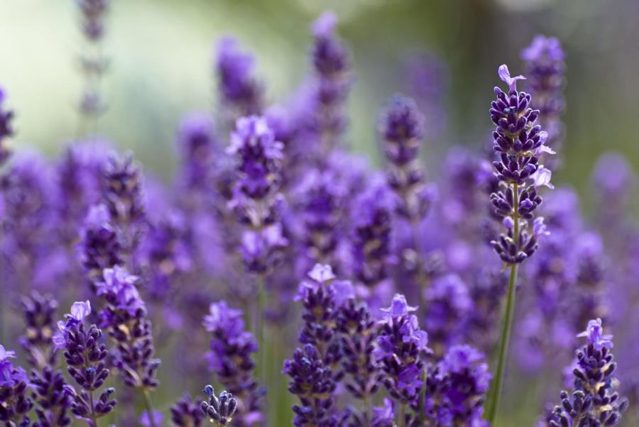 istock_000009785568_large.jpg